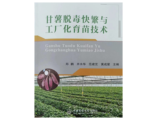 甘薯脫毒快繁與工廠化育苗技術